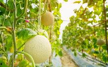 吃梨瓜怎么拍好看,捕捉美味瞬间，教你拍出诱人佳片