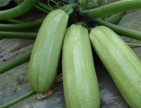 自由吃瓜有什么好处,释放压力，享受生活的乐趣