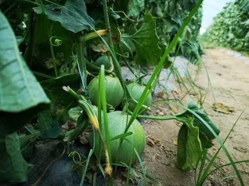 近期吃瓜事件山西,揭秘近期热点事件的背后真相