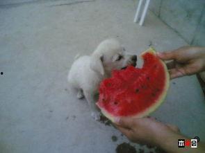 无辜的吃瓜土狗,揭秘网络时代的旁观者心态