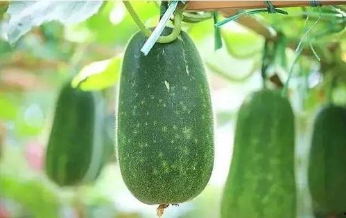 介休吃瓜是说啥