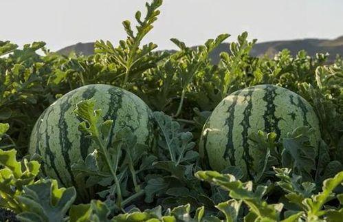云南怒江网红吃瓜,揭秘当地特色美食背后的故事