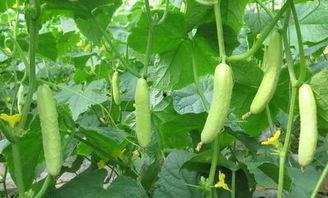 玉瓜可以过年吃吗,传统美食过大年的必备佳品