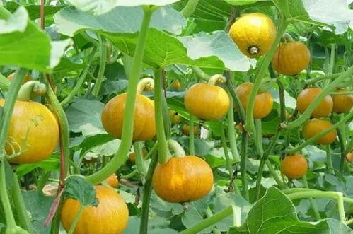 囊瓜怎么吃减肥,天然美味助你轻松瘦身