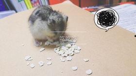 仓鼠吃瓜酱,仓鼠美食新体验
