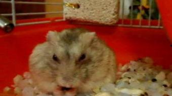 仓鼠吃瓜酱,仓鼠美食新体验