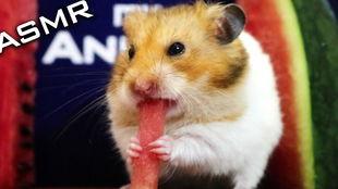 仓鼠吃瓜酱,仓鼠美食新体验