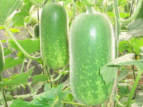 中牟四高吃瓜,揭秘校园里的网络热议