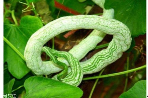 蛇瓜怎么吃的,探索美味与营养的完美结合