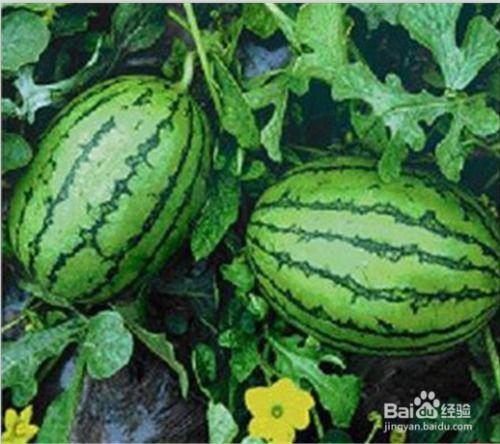 吃瓜网官方,带你走进娱乐圈的幕后真相