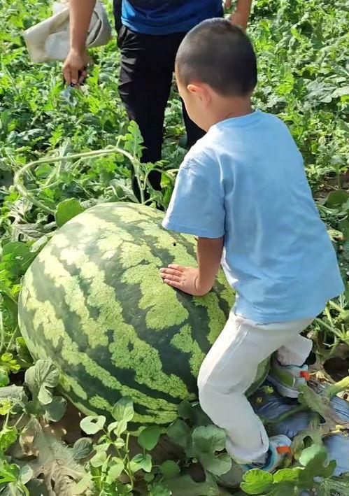大西瓜吃瓜比赛,大西瓜吃瓜比赛的激情瞬间