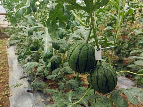 五一假期免费吃瓜,免费畅享瓜果盛宴！