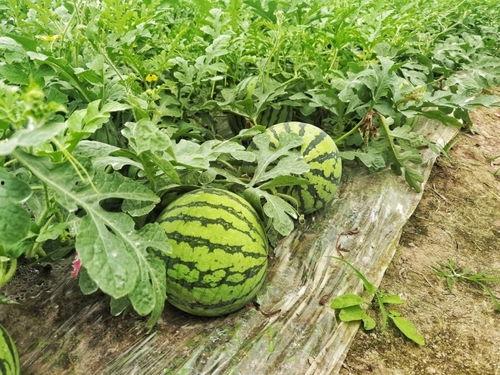 五一假期免费吃瓜,免费畅享瓜果盛宴！