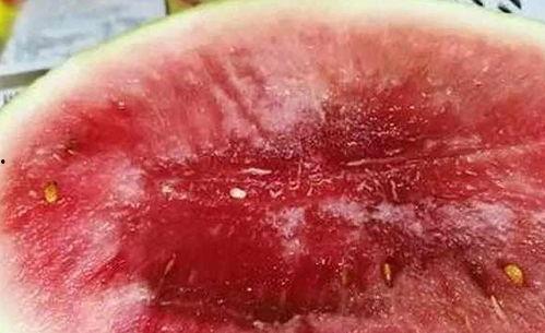 夏天吃小白瓜吃不吃籽,小白瓜去籽与留籽的口感大比拼