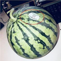 呼和浩特网红吃瓜,揭秘城市美食圈的热议焦点