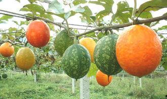 吊瓜能做菜吃吗,揭秘吊瓜的多样烹饪魅力