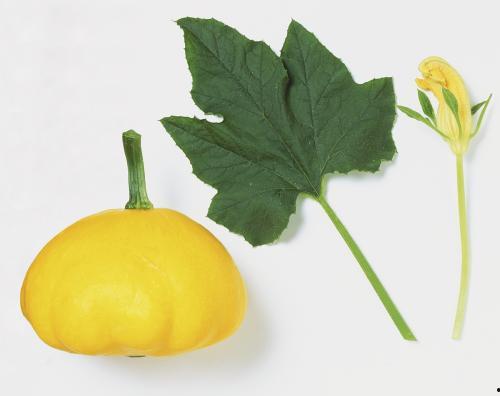 蕃瓜叶子可以吃吗怎么吃,蕃瓜叶子的食用方法与营养价值