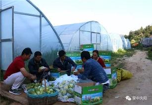 庆阳头条吃瓜,揭秘吃瓜群众的狂欢盛宴