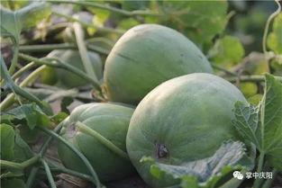 庆阳头条吃瓜,揭秘吃瓜群众的狂欢盛宴