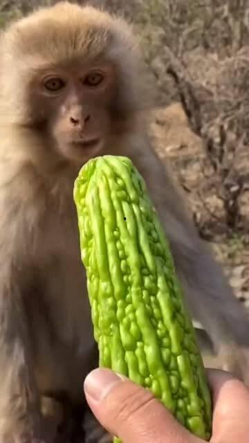 猴子吃瓜道具,趣味道具演绎欢乐食瓜记
