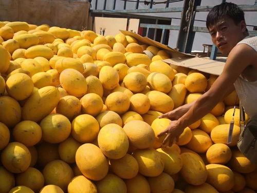 呼市免费吃瓜,免费吃瓜活动来袭，清凉一夏！