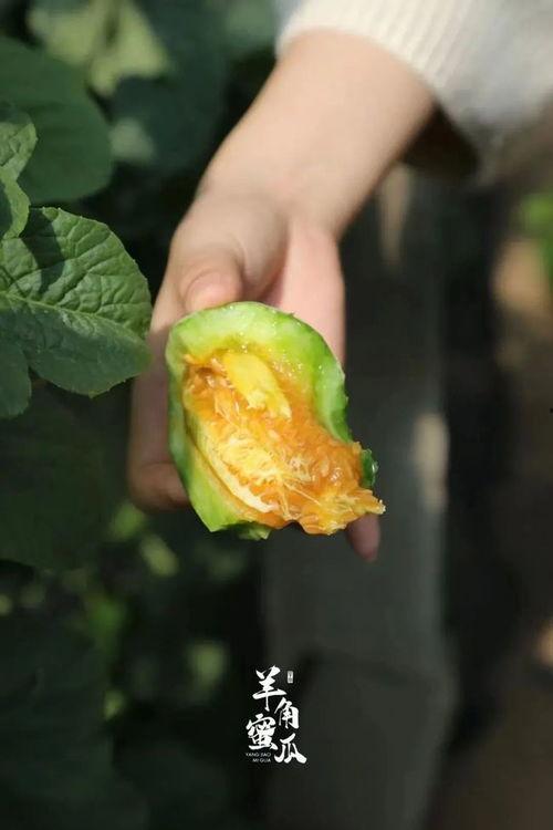 孕妇吃羊角瓜好吗,孕妇食用羊角瓜的利弊分析