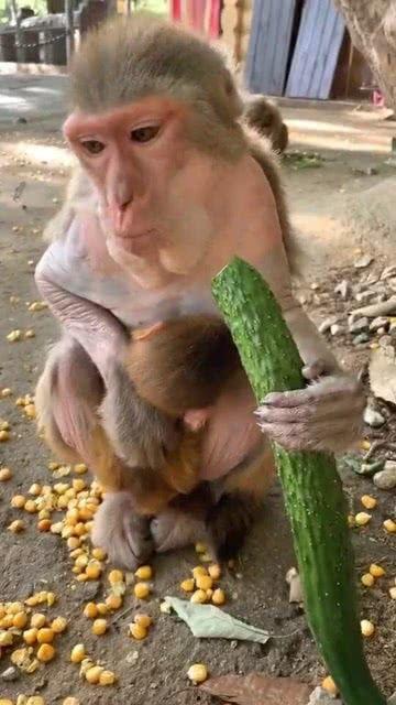 猴 吃瓜,揭秘猴子的夏日美食偏好
