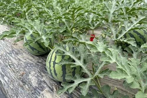 瓜田吃新瓜,夏日田园的清新滋味