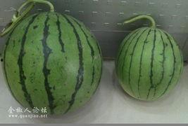 吃瓜图片图集最新,趣味横生的瞬间捕捉