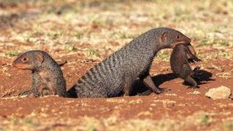 吃瓜獴,揭秘热带雨林中的“美食侦探”