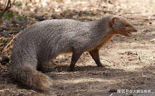 吃瓜獴,揭秘热带雨林中的“美食侦探”