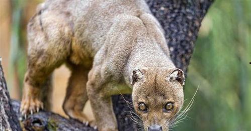 吃瓜獴,揭秘热带雨林中的“美食侦探”