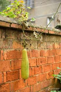 美院吃瓜墙,校园八卦背后的艺术圈风云