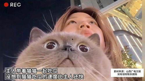 猫会不会吃瓜,揭秘猫咪对瓜的喜好与禁忌