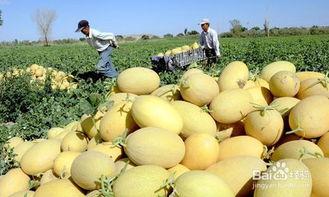 儿童吃哈密瓜的好处,儿童吃哈密瓜的五大益处