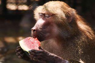 吃瓜的毛熊,揭秘神秘国度的日常生活