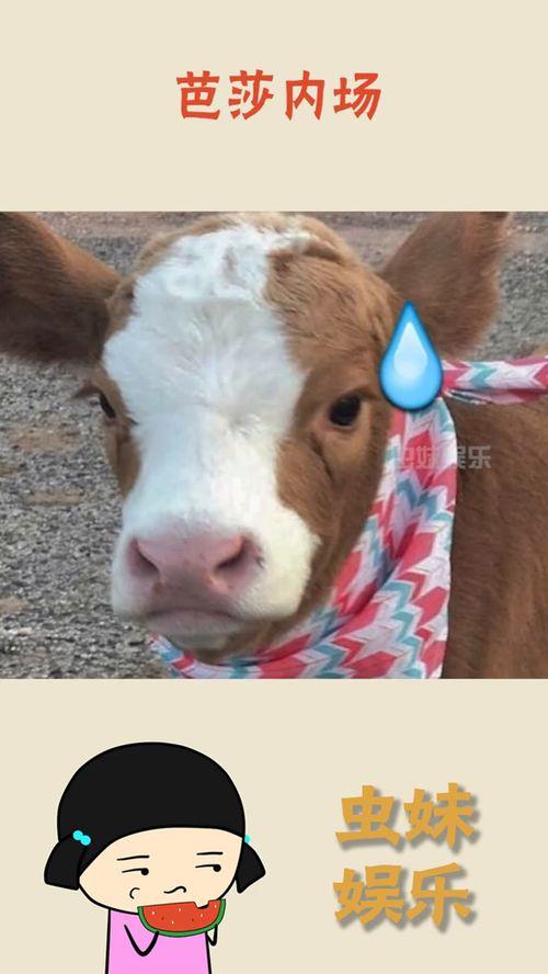 抖音妈妈吃瓜,揭秘网络热点的背后故事