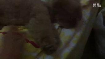 吃瓜视频恶心,揭秘网络暴力背后的黑暗面