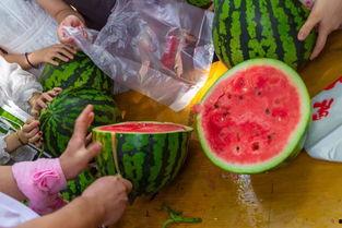 吃瓜视频恶心,揭秘网络暴力背后的黑暗面