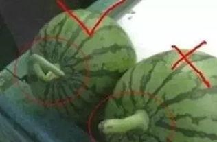 正确版吃瓜,一场全民参与的娱乐盛宴