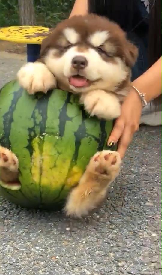 主人给狗分瓜吃,主人智慧分配，狗狗共享美味时光