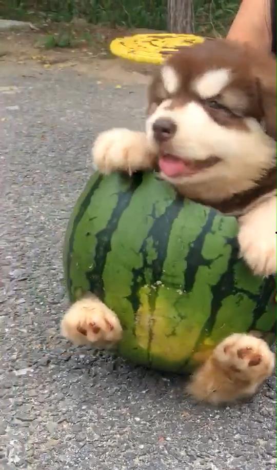 主人给狗分瓜吃,主人智慧分配，狗狗共享美味时光