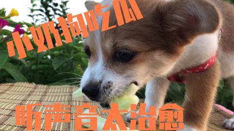 主人给狗分瓜吃,主人智慧分配，狗狗共享美味时光