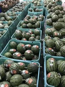 大悟吃瓜聚集地