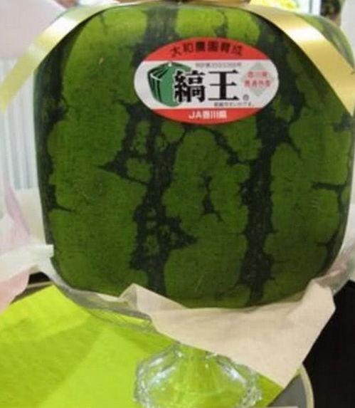 大悟吃瓜聚集地