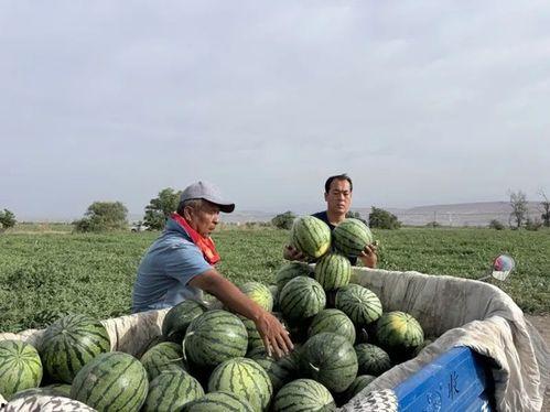 田地里吃瓜的猹
