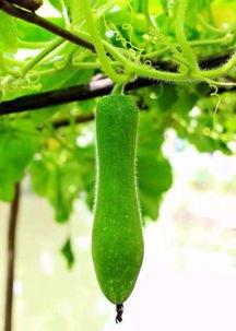 吃瓜对家庭的影响,揭秘其对家庭关系的微妙影响