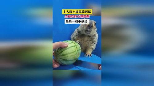 吃瓜的土拨鼠叫什么,揭秘网络热词背后的趣味与智慧