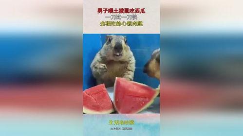 吃瓜的土拨鼠叫什么,揭秘网络热词背后的趣味与智慧