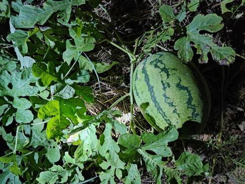 守瓜都是怎么吃,探索瓜类美食的多样吃法